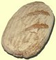 Dinkelsprossenbrot
